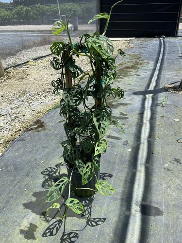 Monstera adansonii swiss - adansonii,