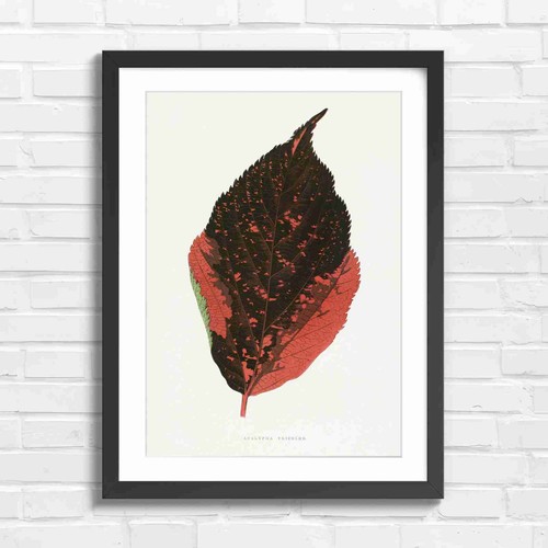 Acalypha tricolor leaf - acalypha,