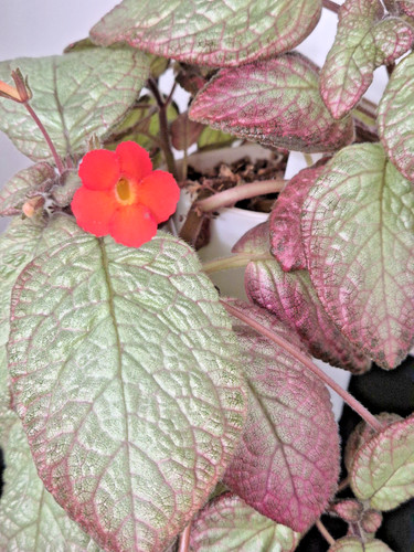 Rare episcia flame violet - flame,
