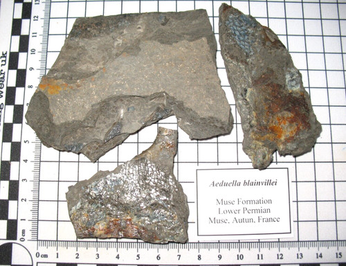 Permian fish aeduella - permian,