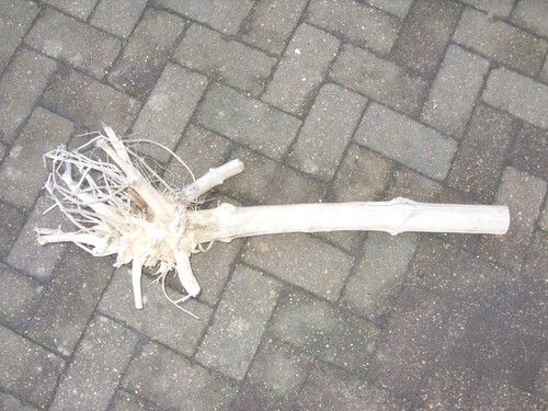 Large driftwood - large,