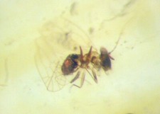 Cretaceous Burmite Amber with