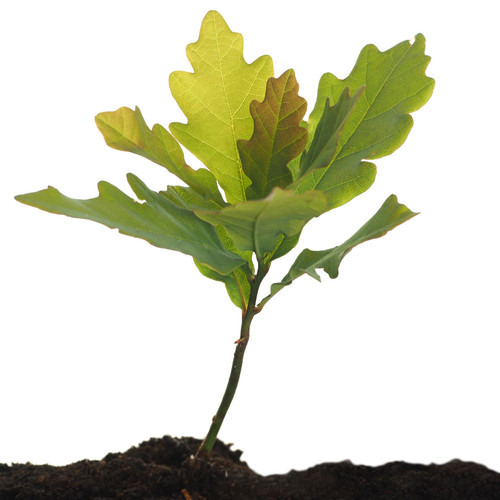 English oak tree - oak, seedlings