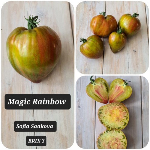 Rare tomato seeds sophia - seeds,