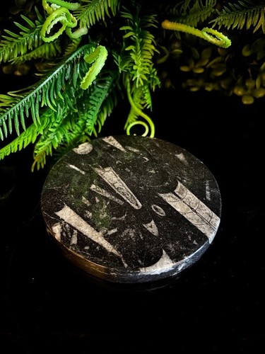 Fossilised marble coasters - fossilised,