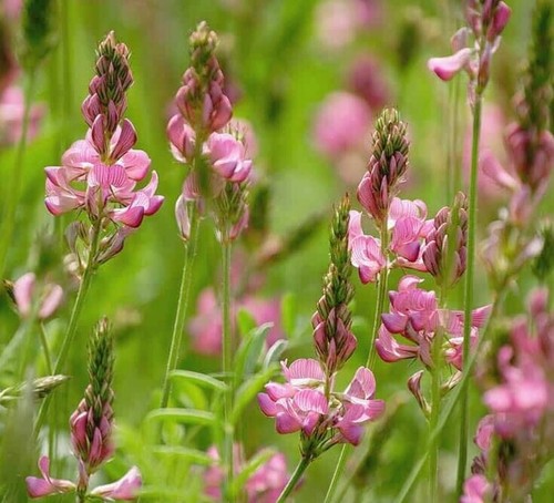 Wild flower sainfoin - wild, 1g