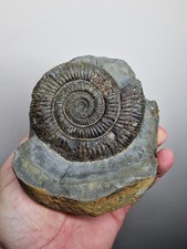 Genuine Whitby Yorkshire