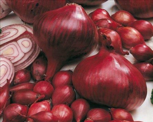Red onion set sets comred - set, /