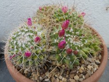MAMMILLARIA COMPRESSA, shown