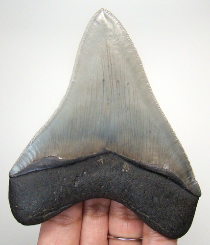 Stunning megalodon shark - stunning,