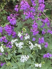 Lunaria annua (HONESTY) 1g