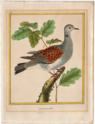 Antique print bird - antique, print-bird-turtle