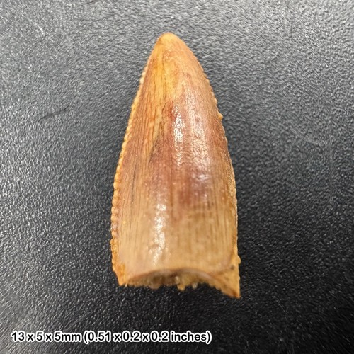 Raptor tooth deltadromeus - raptor,