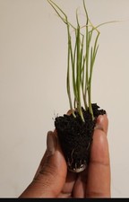 Multisown onion  Plug Plants for Autumn fall winter garden 