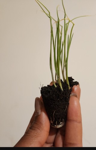 Onion starts comes - 24,