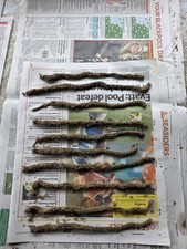 Frozen Black Lugworm 10 Packs