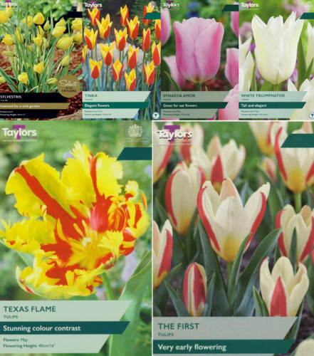Tulip bulbs many varieties - , &