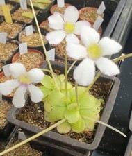 Mexican Pinguicula, different