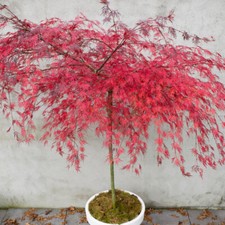 T&M Acer Palmatum Hardy Tree