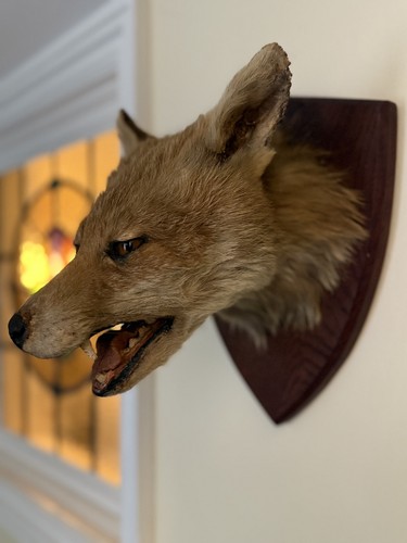 Taxidermy fox head - fox,