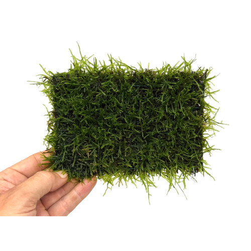 Java moss pad - java,