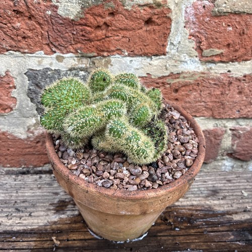 Cleistocactus winteri cristata - winteri,