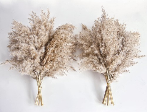 Pampas grass decor natural - grass, decor,