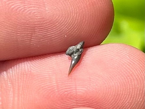 Fossil cow shark - shark, hornby