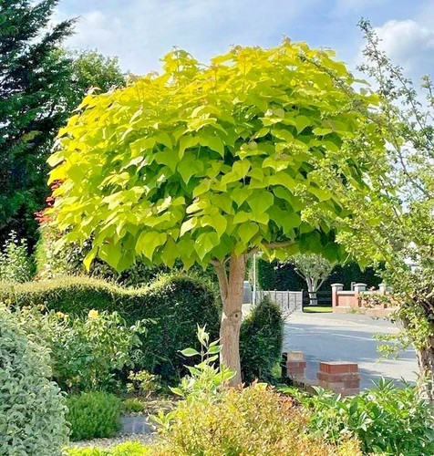 Catalpa aurea golden - catalpa, indian