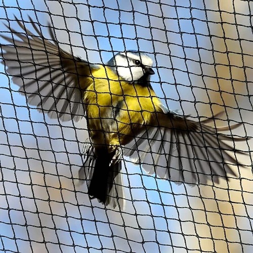Anti bird pond netting net - anti,