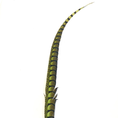 Lady amherst - 38",