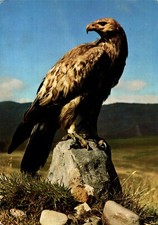 Golden Eagle : Vintage