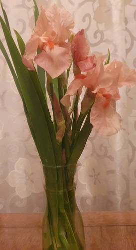Bearded iris rhizomes - 3, (pink)