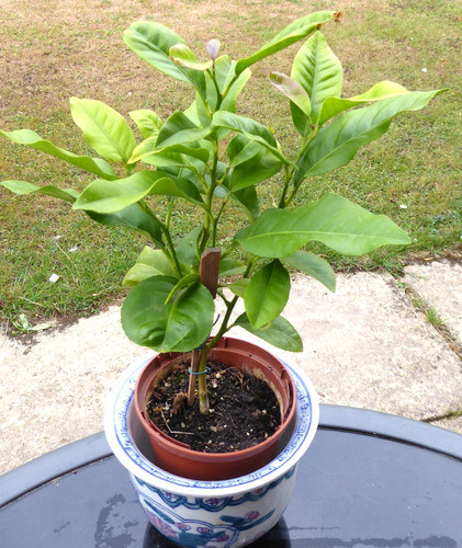 Mini lemon citrus tree plant - mini,
