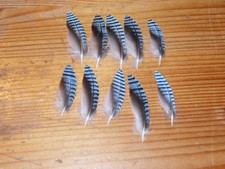 10 DOUBLE BLU JAY WING FEATHERS FEATHERS,NATIVE AMERICAN.FLY,ART&CRAFT,JEWELLERY