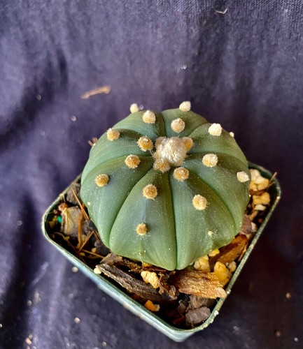 Astrophytum asterias nudum - asterias,