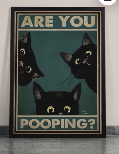 Funny black cat - funny, bathroom