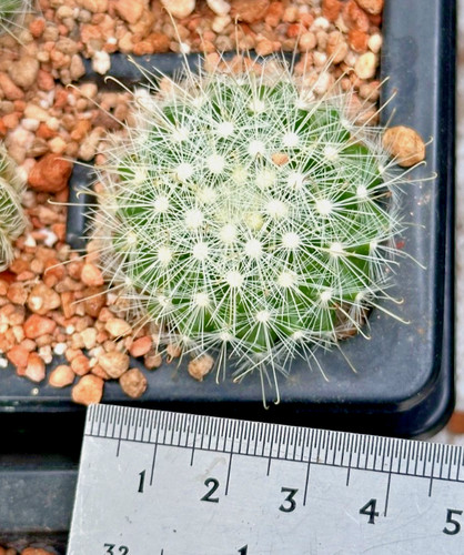 Mammillaria - , (mamillopsis)