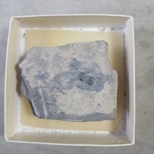 Cambrian Itagnostus Peronopsis