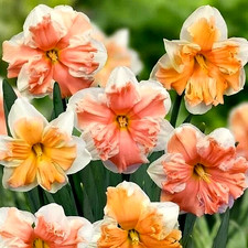 Daffodil Flower Bulbs 5 Lg