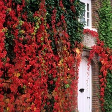 VIRGINIA CREEPER (parthenocissus quinquefolia) a.k.a AMERICAN IVY SEEDS