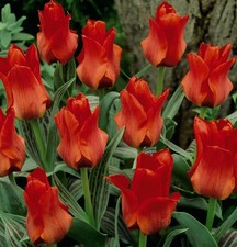 Red riding hood - red, tulips