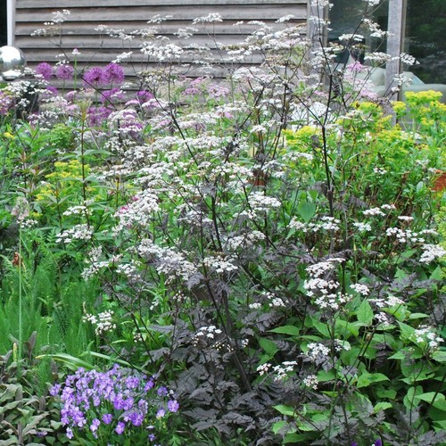 Anthriscus sylvestris - x3,