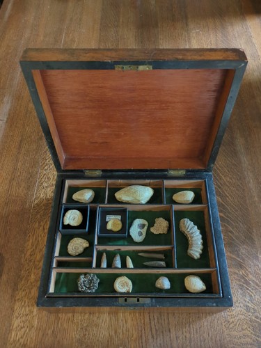 Fossil collection antique - collection,,