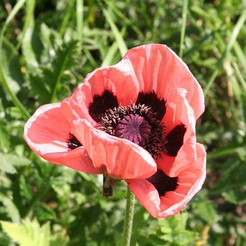 Oriental poppy queen - poppy,