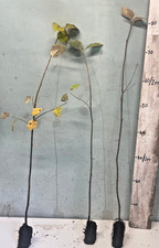 5 Whitebeam trees -  Sorbus Aria - 2ft tall.