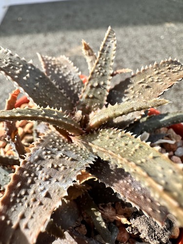 Aloe grandiflora hybrid - aloe, ‘grandiflora’