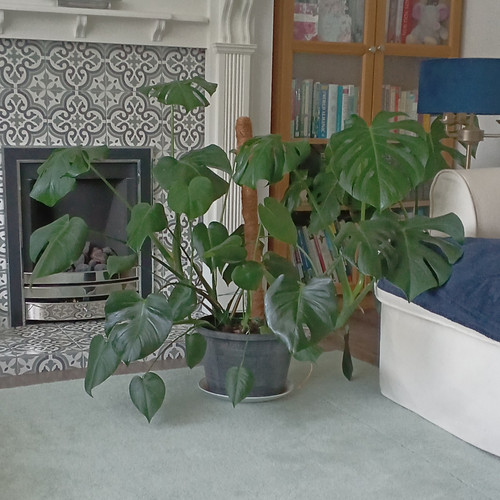 Monstera swiss cheese plant - monstera,