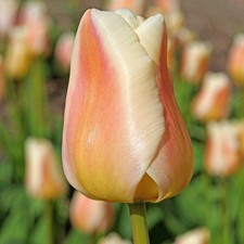 Tulip Apricot Pride Flower