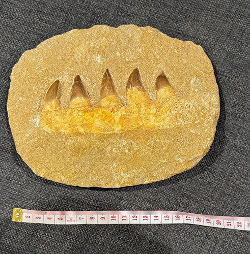 Mosasaur jaw fossil